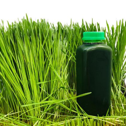 16 Oz Wheatgrass Juice 16 Oz Wheatgrass Juice