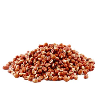Adzuki Sprouted Beans Adzuki Sprouted Beans