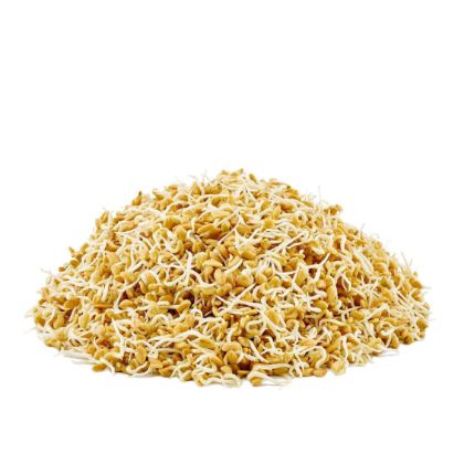 Organic Fenugreek Sprouts Organic Fenugreek Sprouts