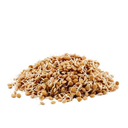 Organic Lentil Beans Sprouts	 Organic Lentil Beans Sprouts