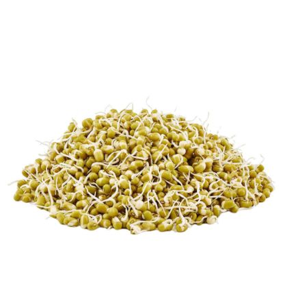Organic  MUNG Sprouted Beans Organic  MUNG Sprouted Beans