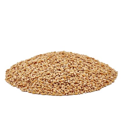 Organic Wheatgrass	 Organic Wheatgrass