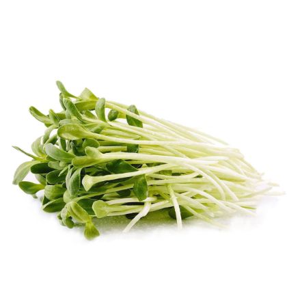 Organic Sunflower Greens Organic Sunflower Greens