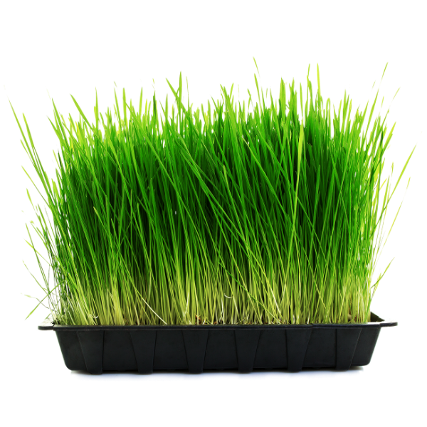 Universal Living Sprouts Organic Wheatgrass