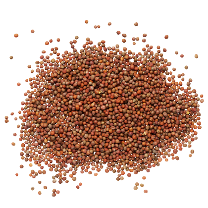 Show details for ONE POUND OF BROCCOLI SEEDS Picture of ONE POUND OF BROCCOLI SEEDS